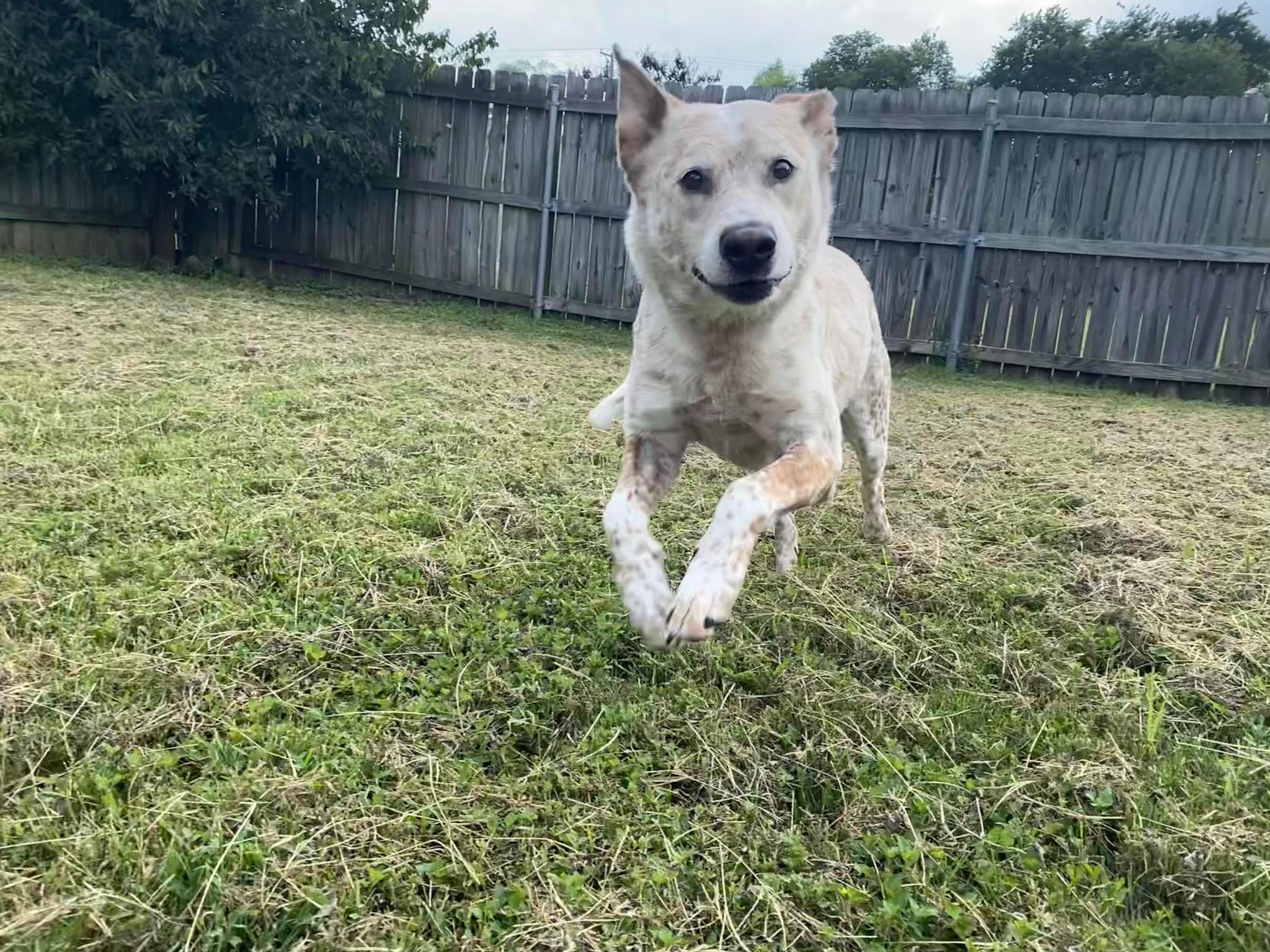 Pet sitting service in Waco TX