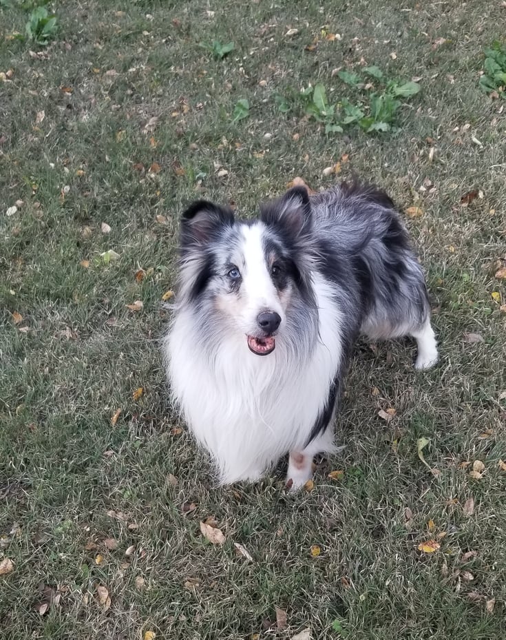 Happy pets with The Purr-fect Paw