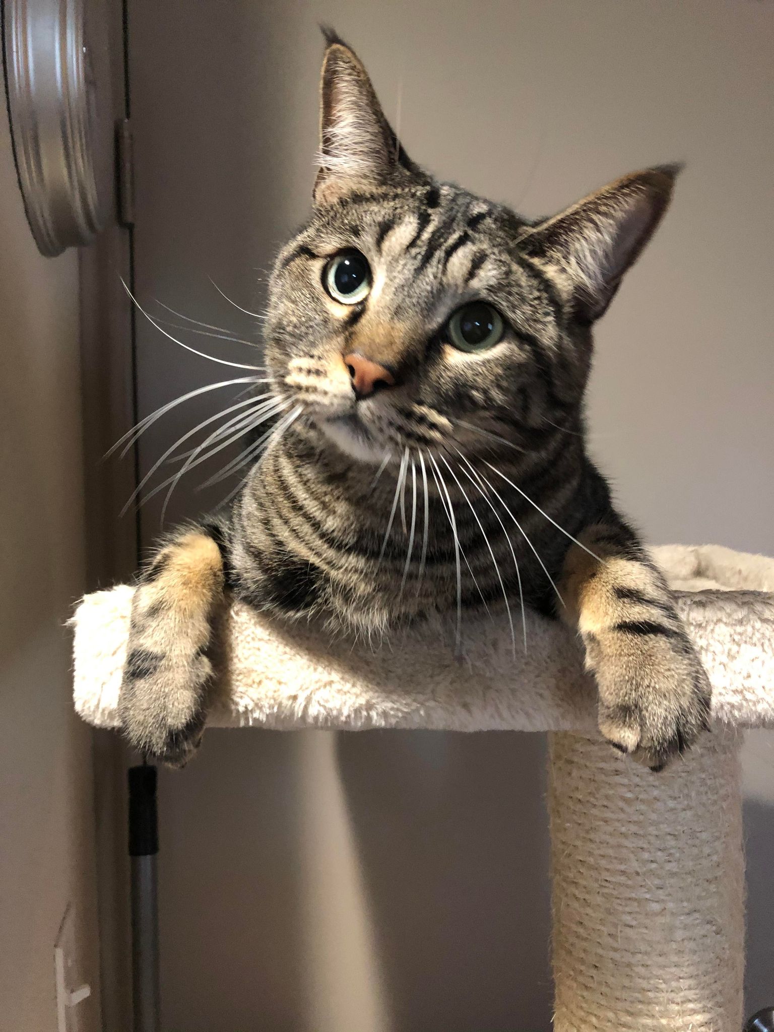 Dog walking in Central Texas