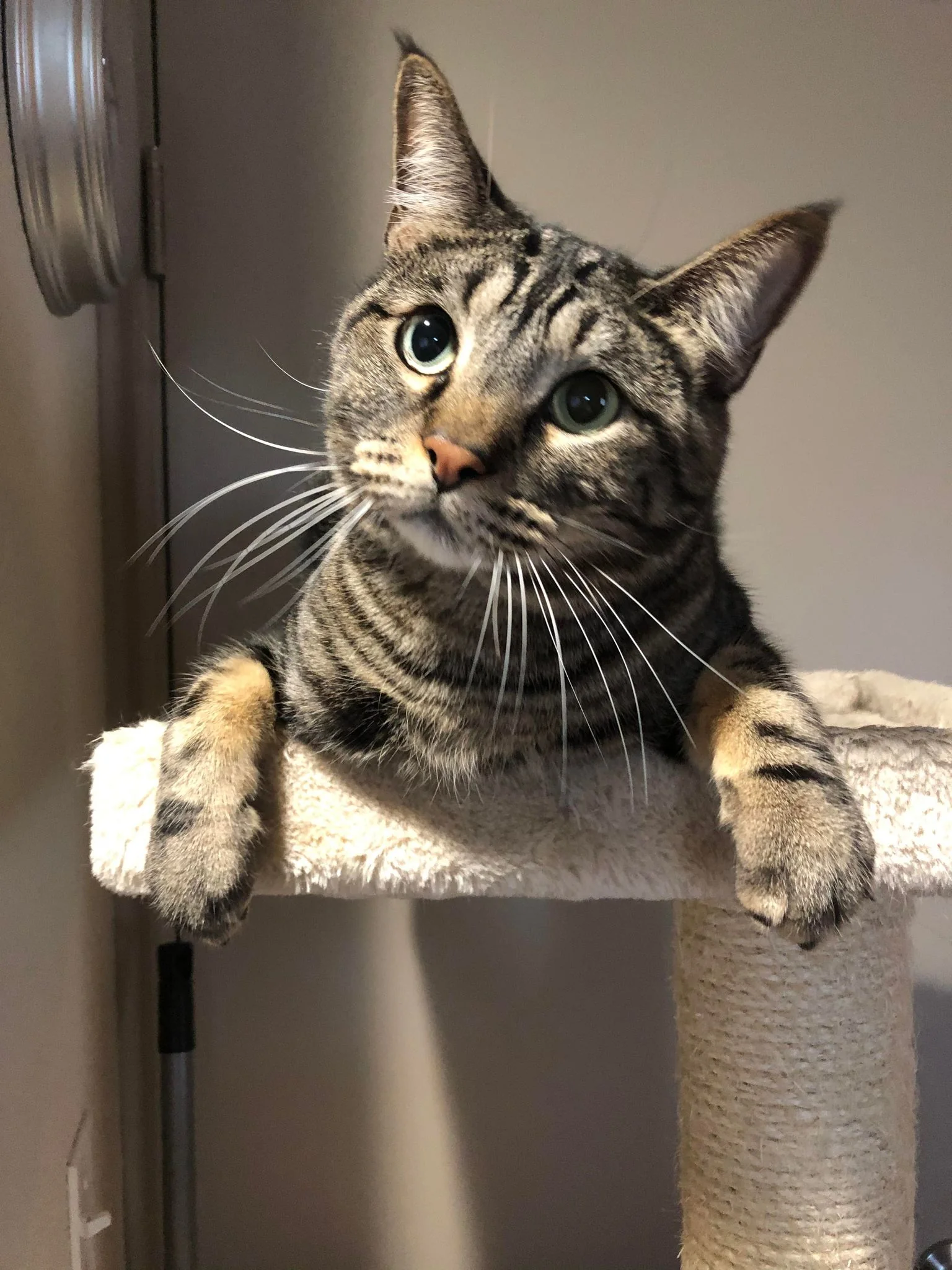 Dog walking in Central Texas