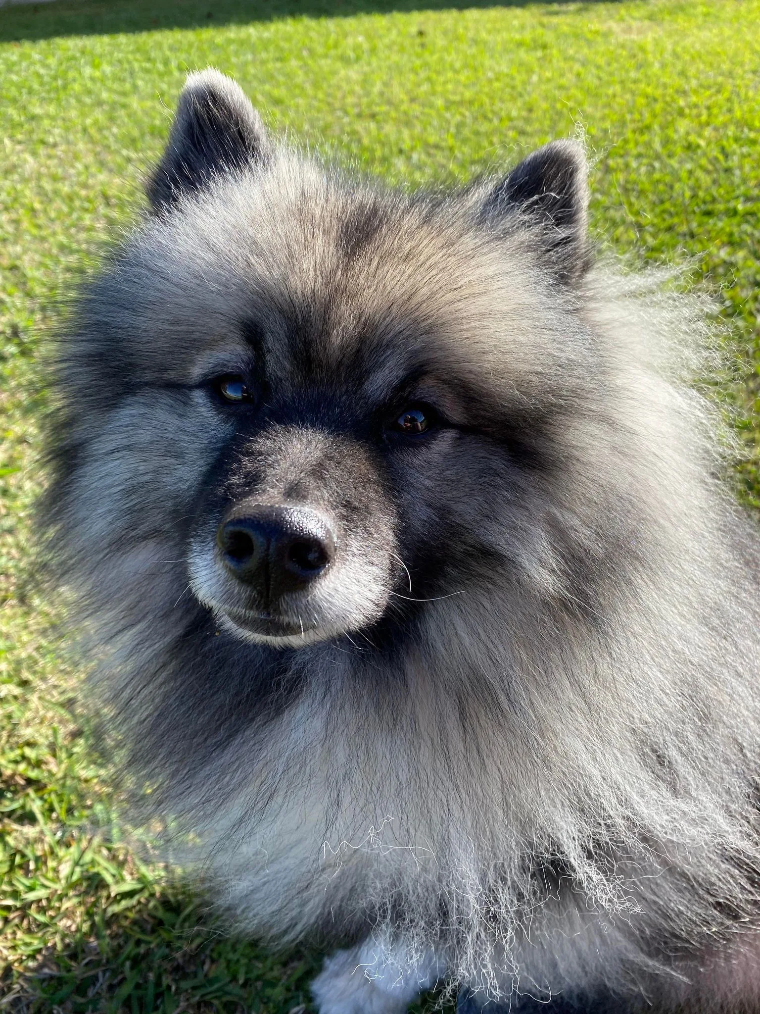 In-home pet sitting Waco