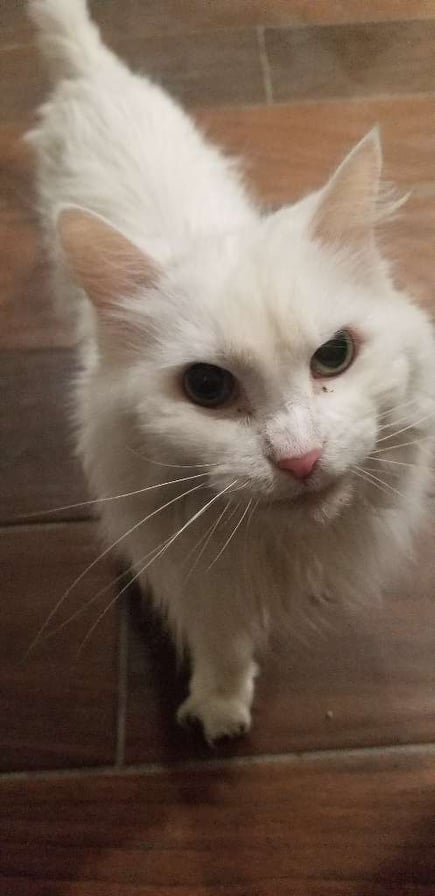 Professional dog care Waco TX