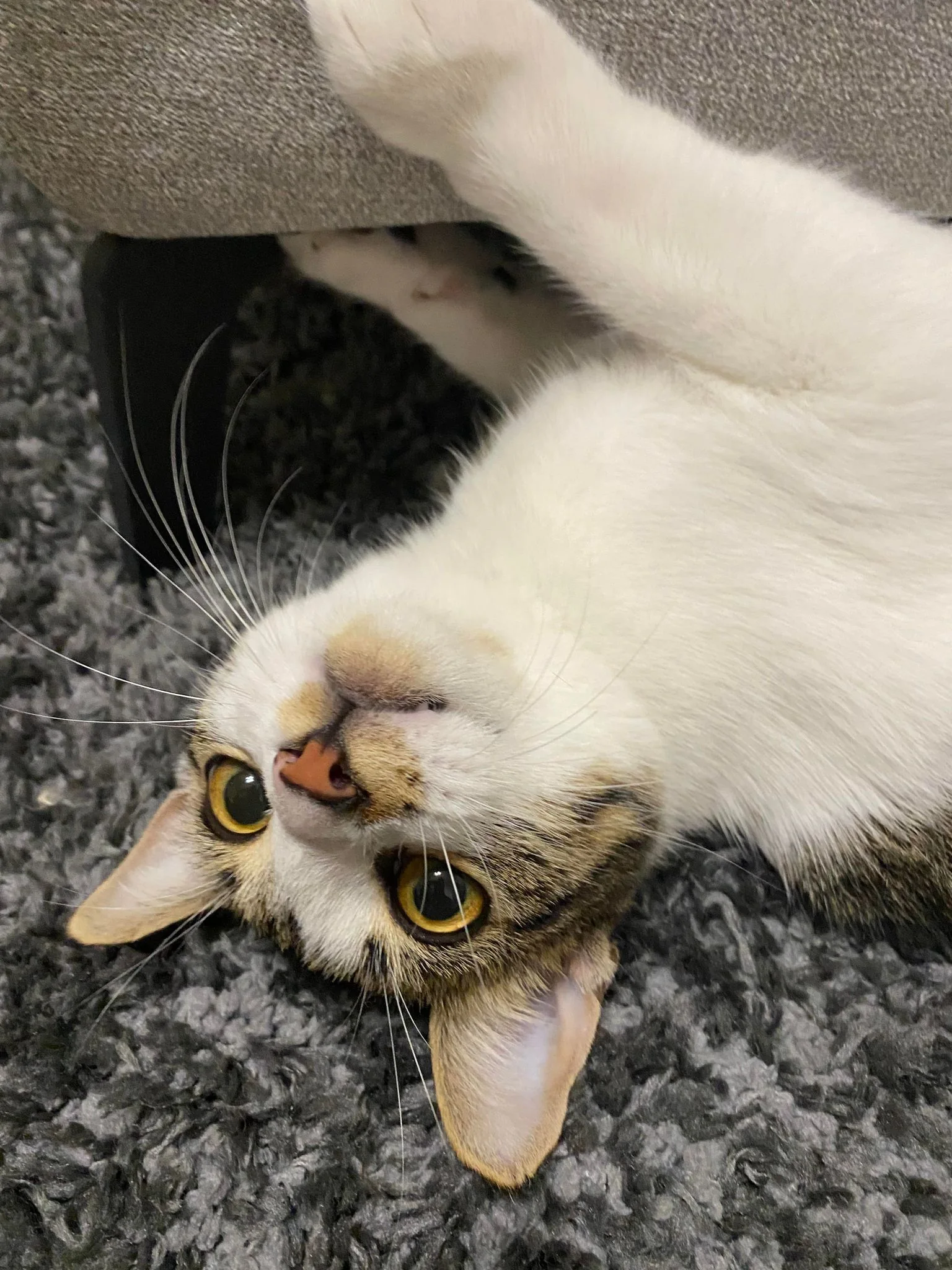 Puppy care and sitting Waco