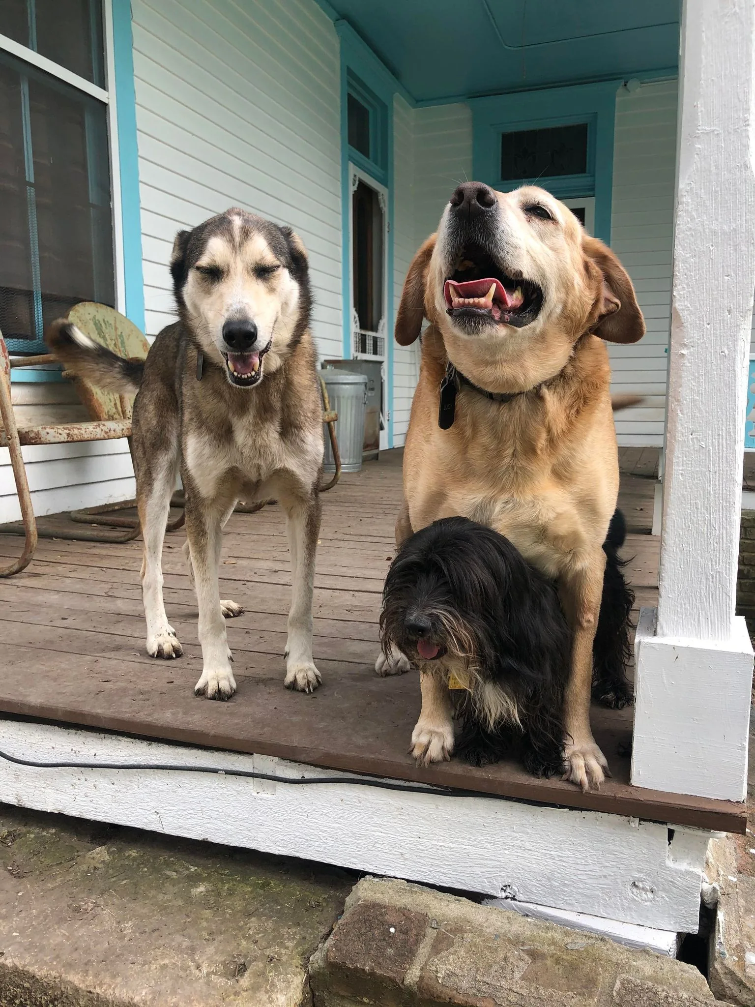 Cat sitting service Waco TX