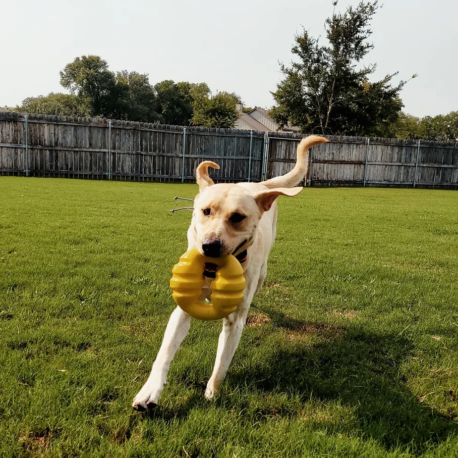 Pet sitting service in Waco TX