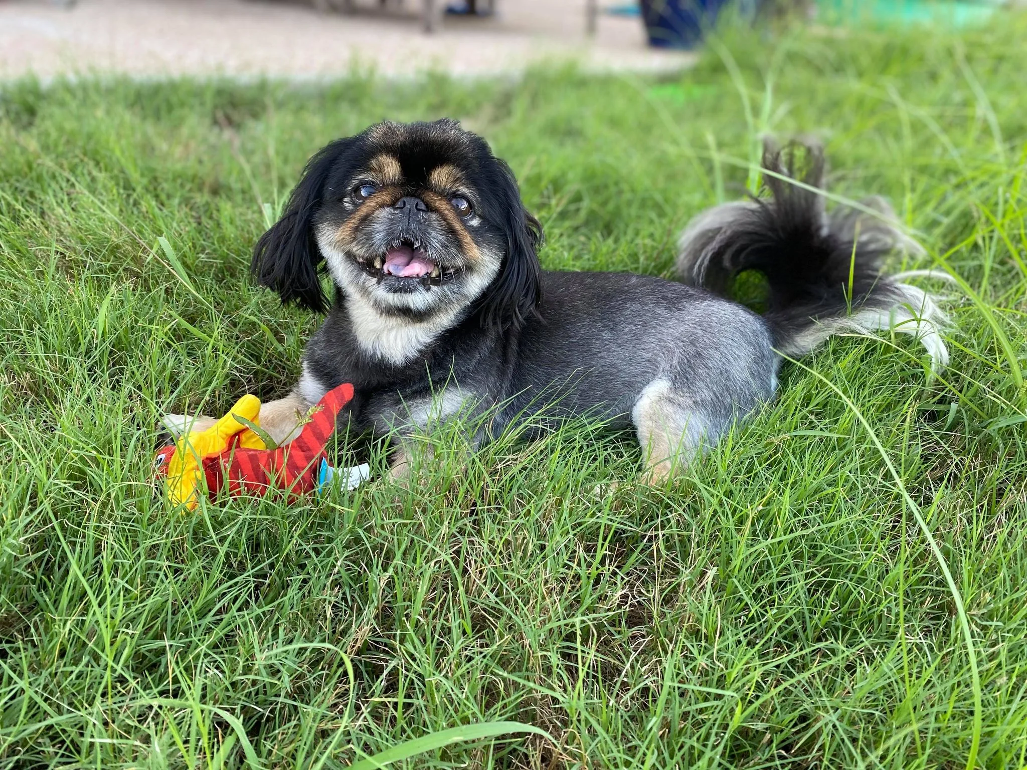 Happy pets with The Purr-fect Paw