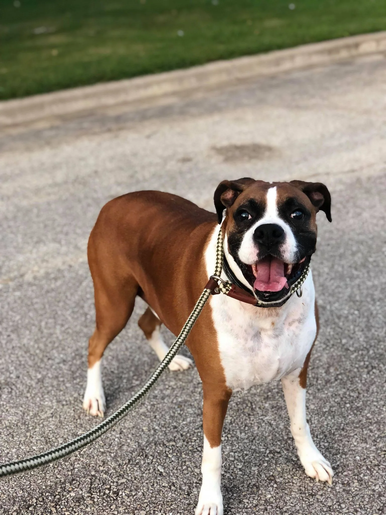 Dog walking in Central Texas