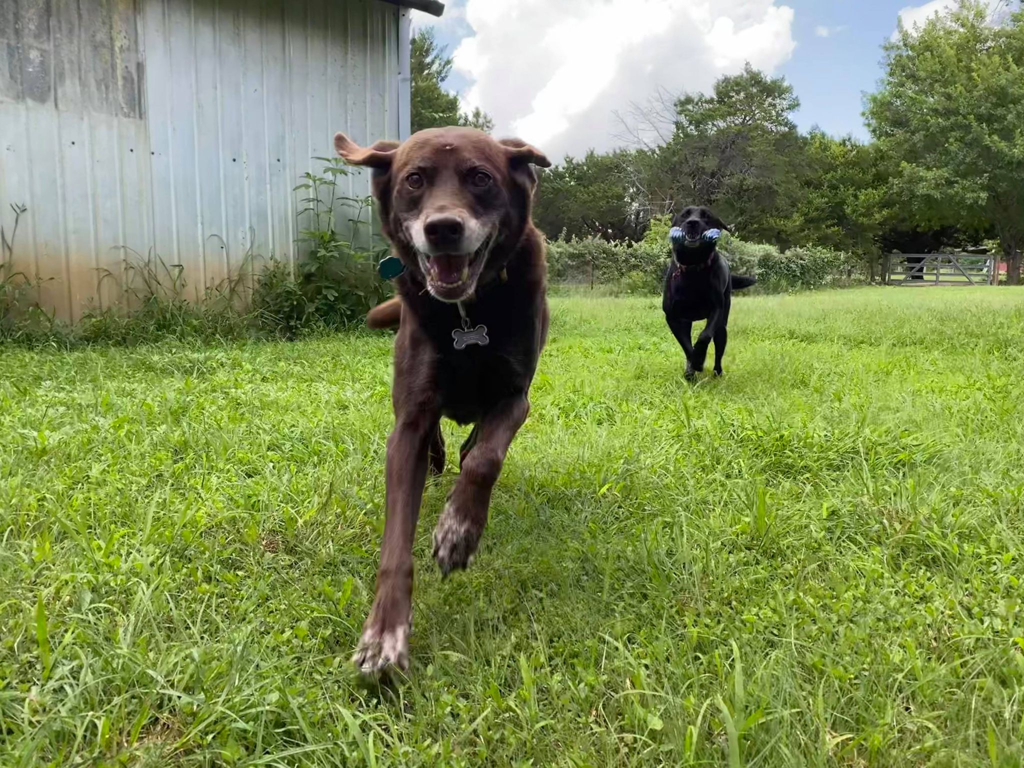 In-home pet sitting Waco