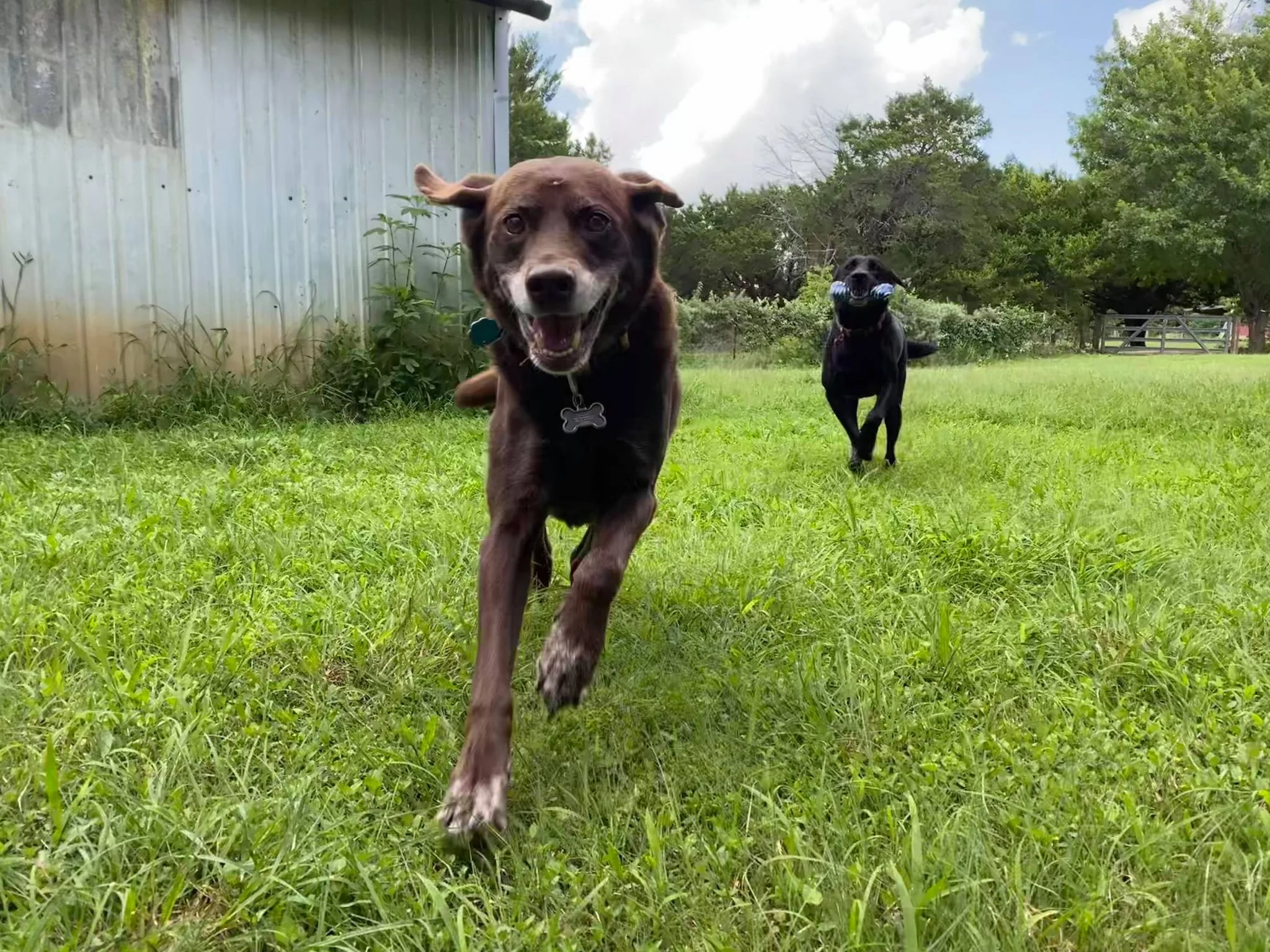 In-home pet sitting Waco