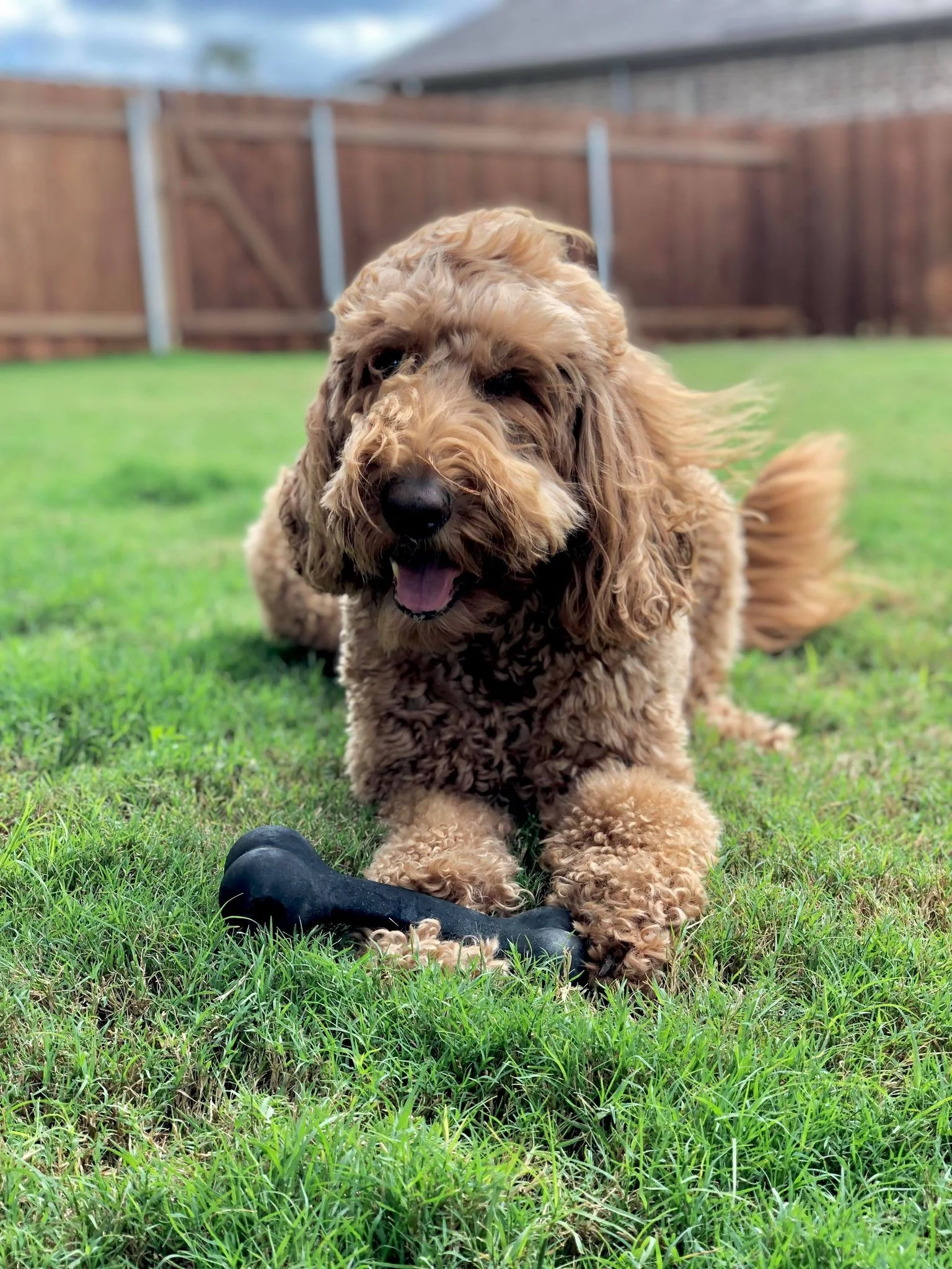 Professional dog care Waco TX