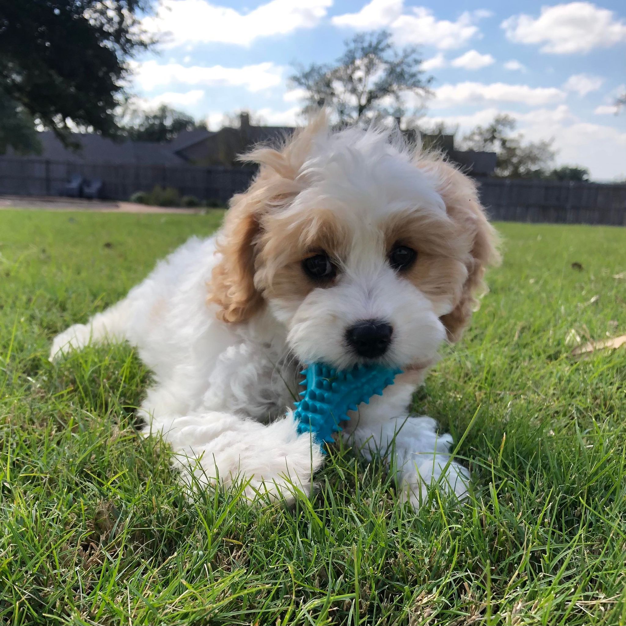 Puppy care and sitting Waco