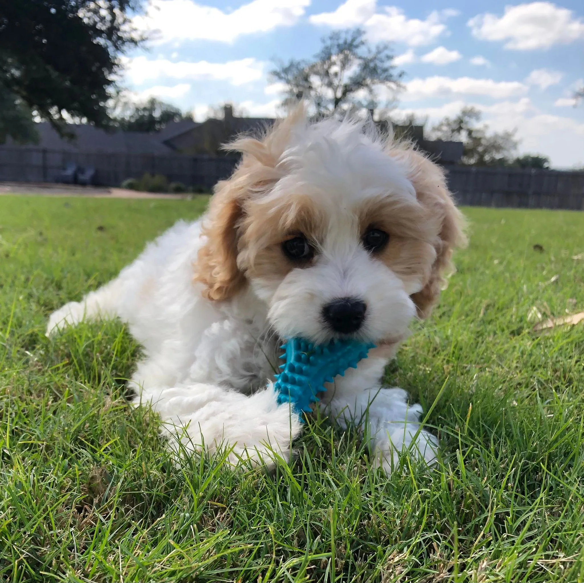 Puppy care and sitting Waco