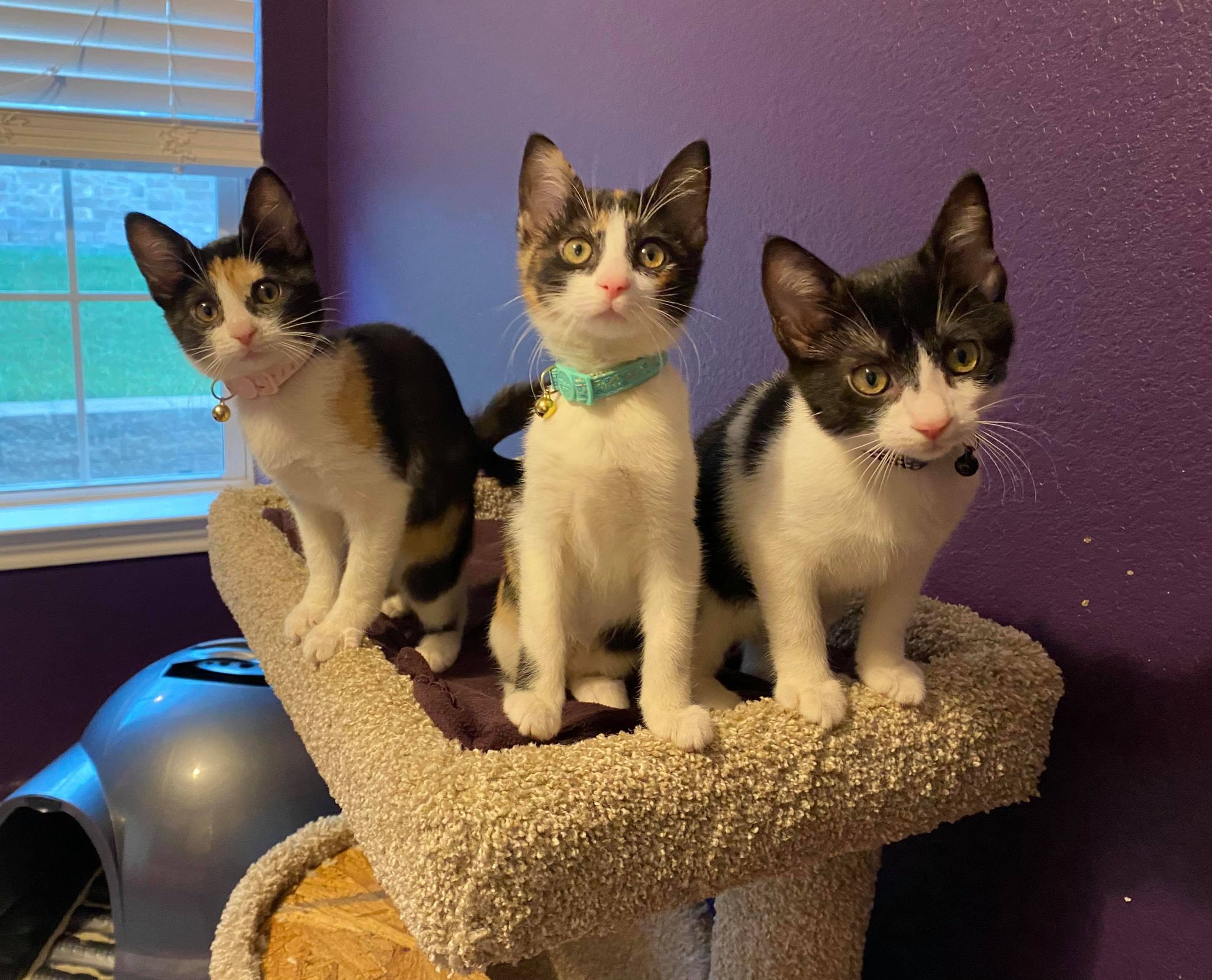 Cat sitting service Waco TX