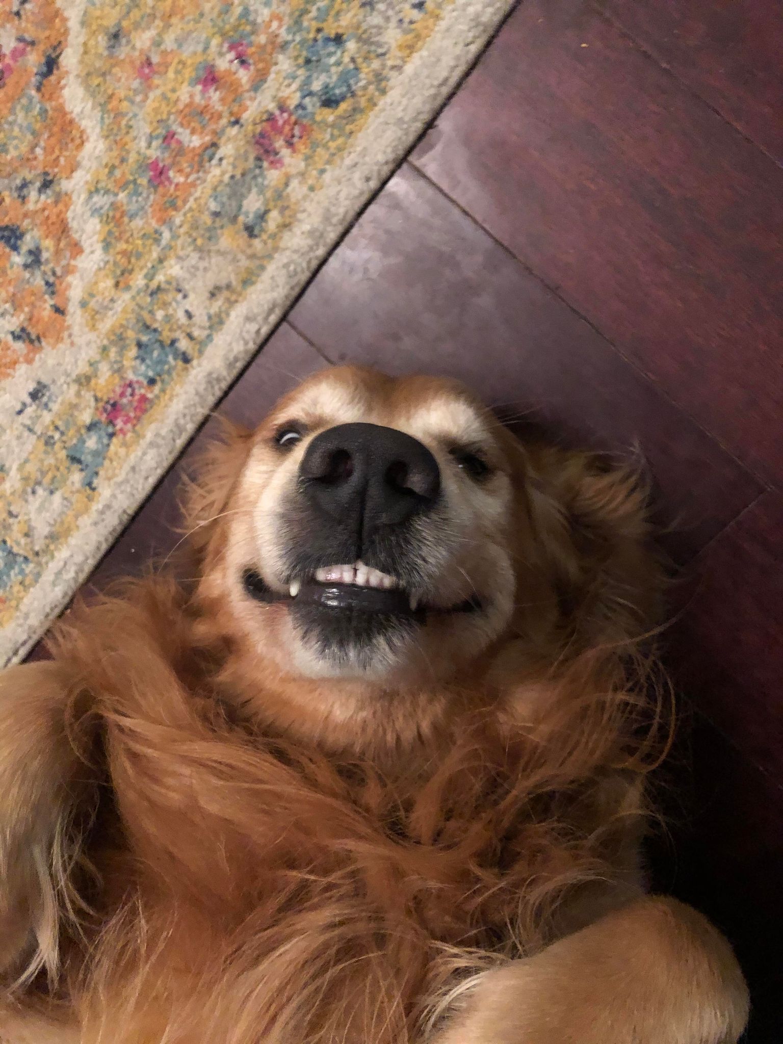 Dog walking service in Waco TX