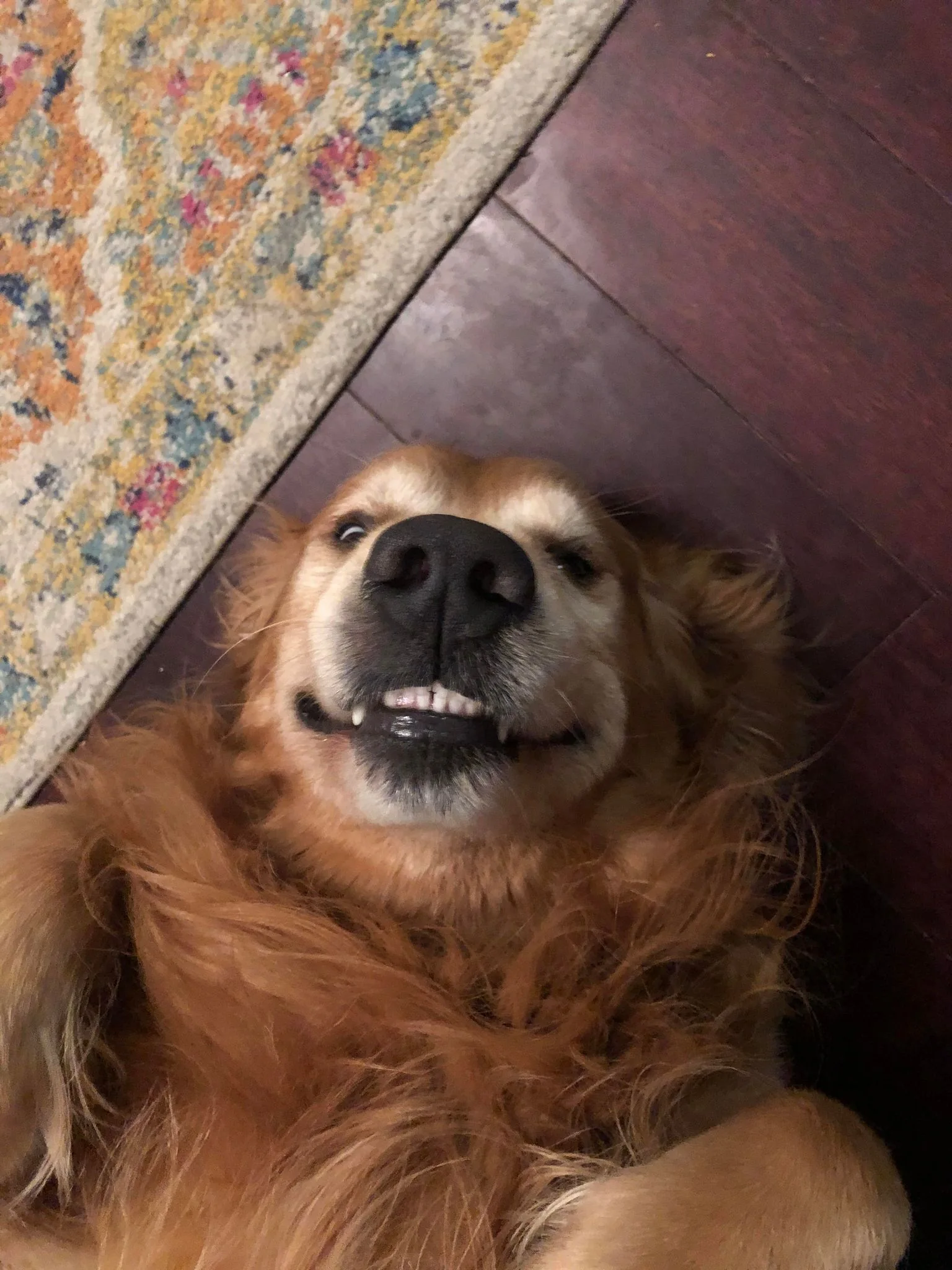 Dog walking service in Waco TX